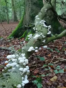 Pat 09 Porseleinzwammetjes